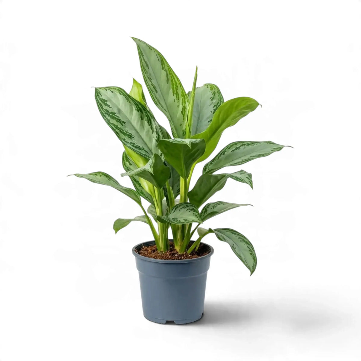 Upright Aglaonema 'Silver Bay' in a dark nursery pot with several silver-patterned shoots