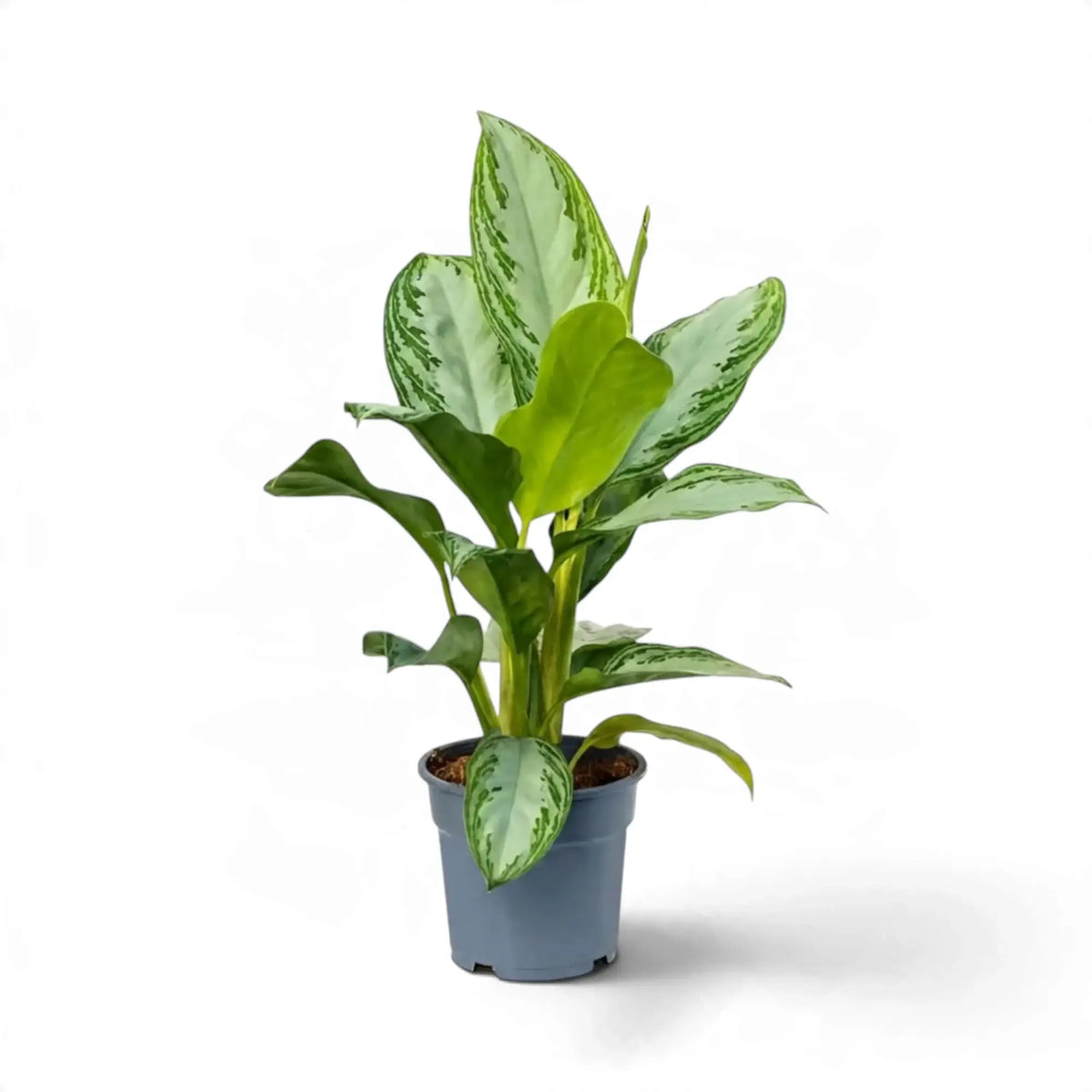 Aglaonema 'Silver Bay' in a dark pot with green-edged silver leaves and fresh light green growth