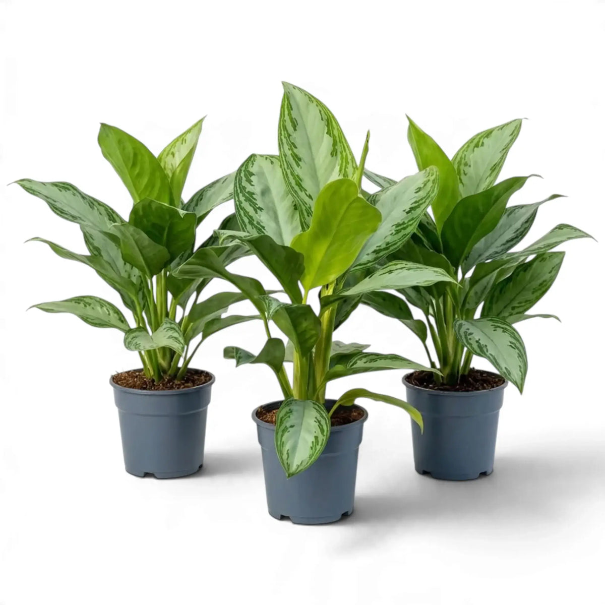 Three Aglaonema 'Silver Bay' plants in dark nursery pots, with the tallest in the centre