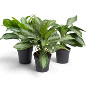 Three potted Aglaonema 'Silver Bay' plants arranged together with broad silver-green leaves