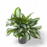 Aglaonema 'Silver Moon' Zimmerpflanze im Anzuchttopf vor weißem Hintergrund, Produktfoto 2.