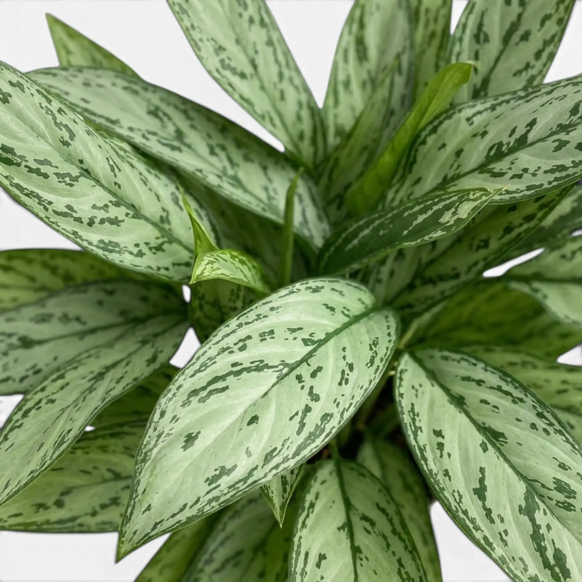 Blätter von Aglaonema 'Silver Queen' in Nahaufnahme.