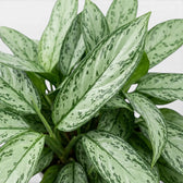 Blätter von Aglaonema 'Silver Queen' in Nahaufnahme.