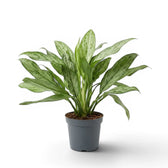 Aglaonema 'Silver Queen' im Kulturtopf.