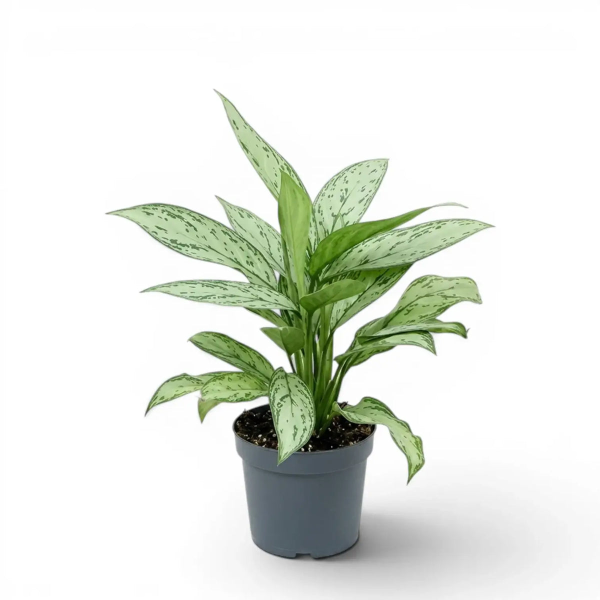 Aglaonema 'Silver Queen' im Kulturtopf.