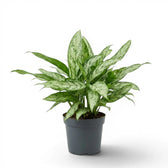 Aglaonema 'Silver Queen' im Kulturtopf.