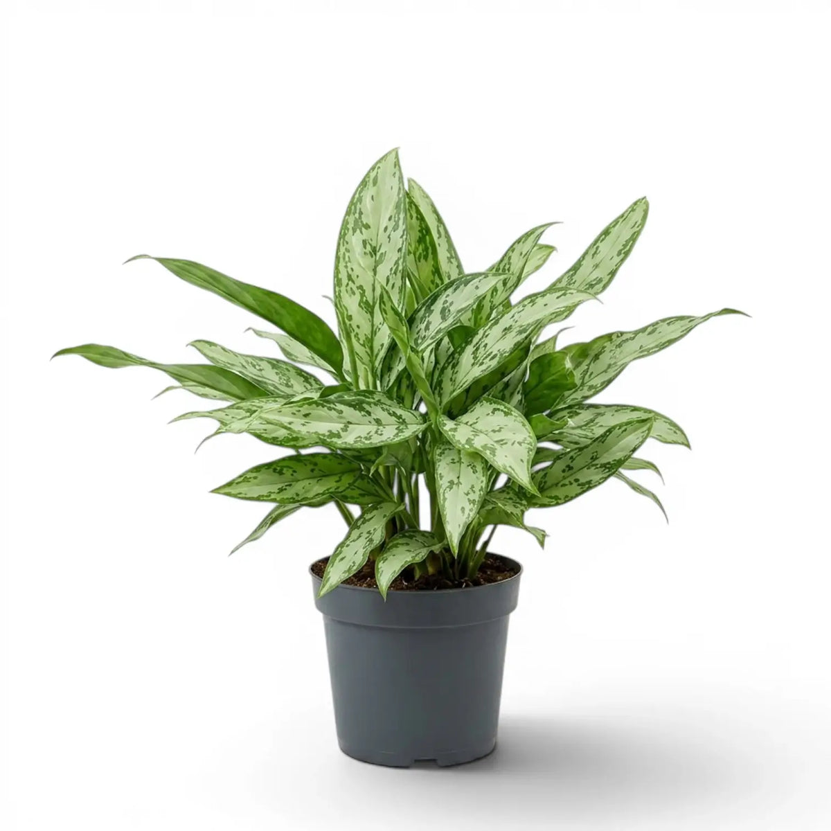 Aglaonema 'Silver Queen' im Kulturtopf.