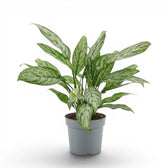 Aglaonema 'Silver Queen' im Kulturtopf.