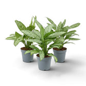 Aglaonema 'Silver Queen' im Kulturtopf.