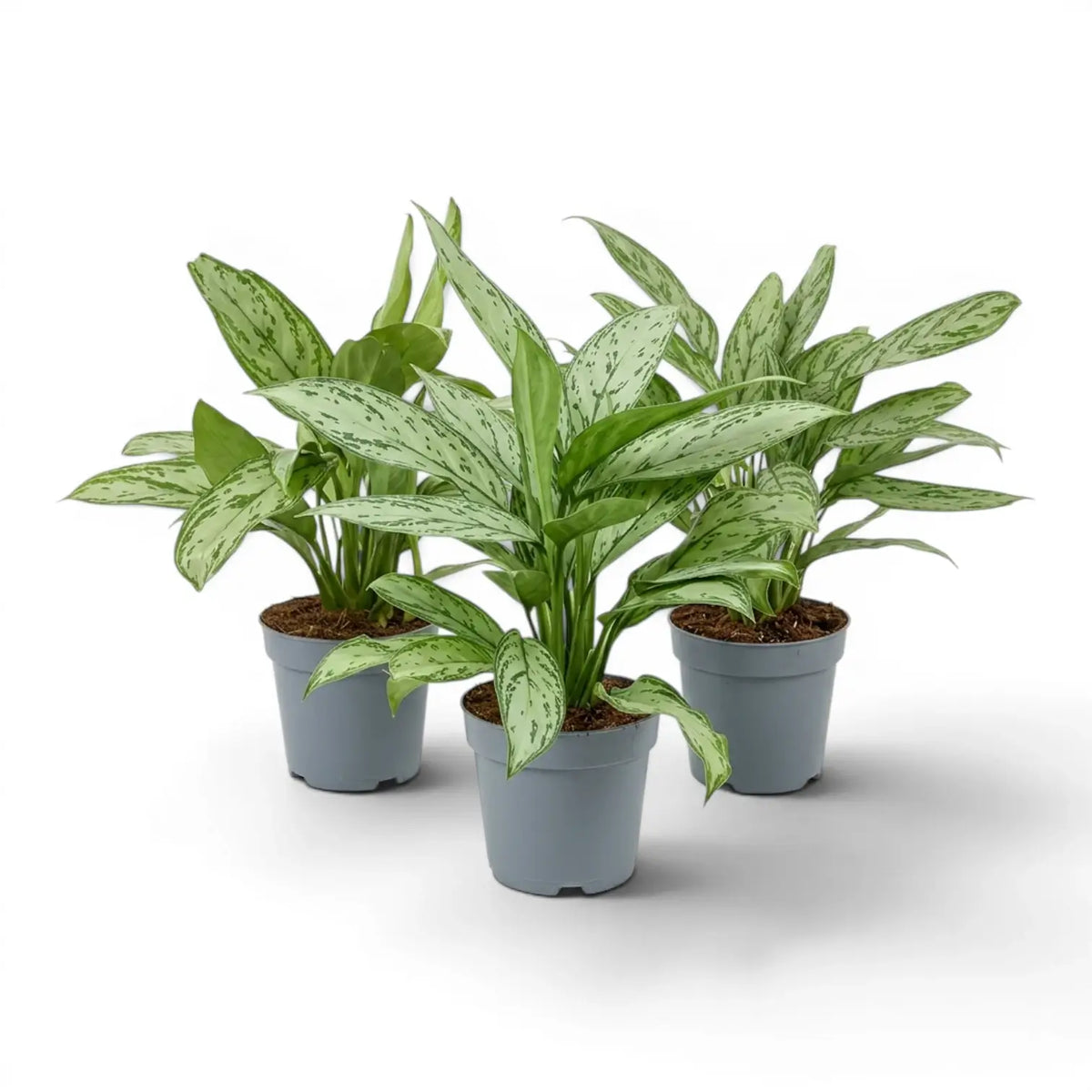 Aglaonema 'Silver Queen' im Kulturtopf.