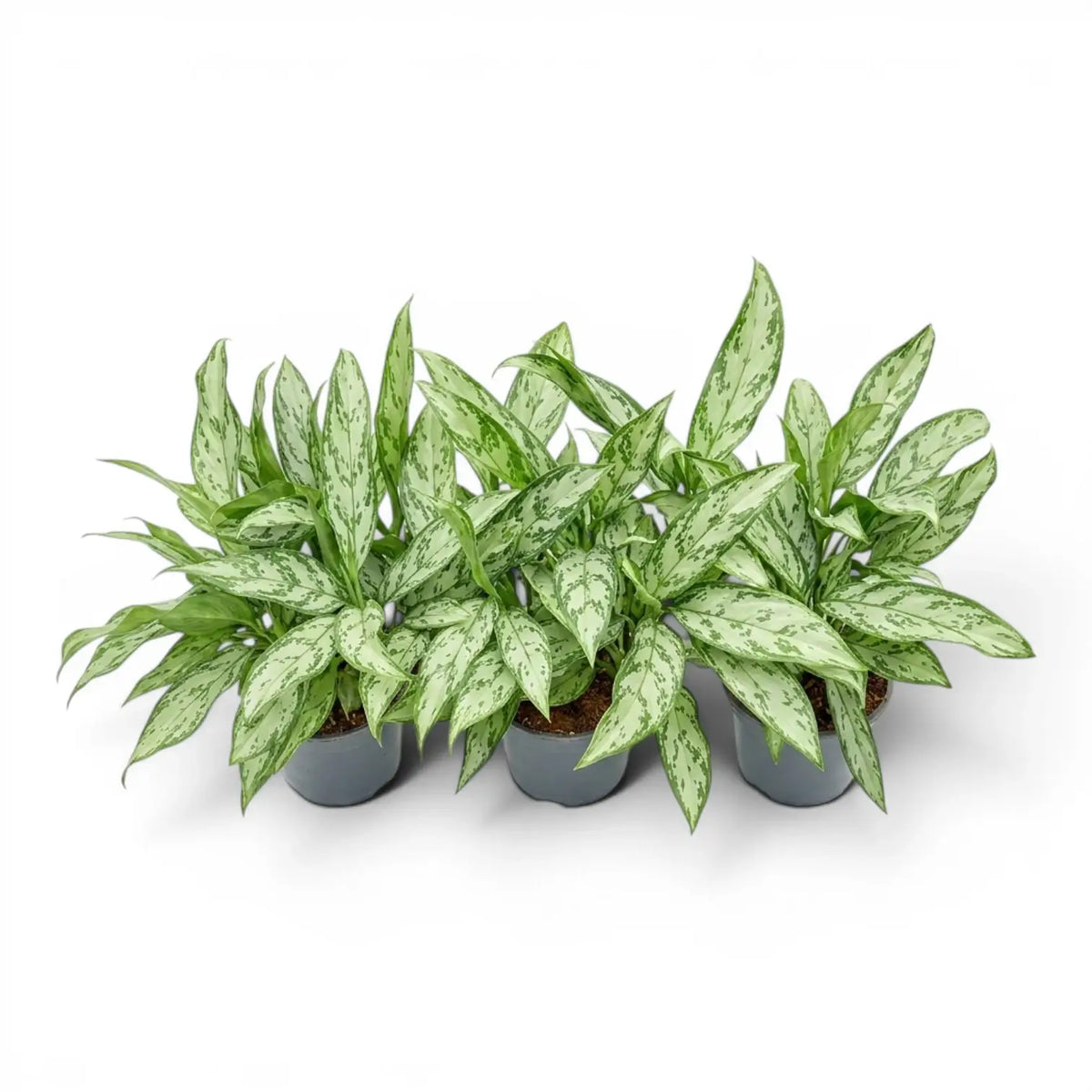 Aglaonema 'Silver Queen' im Kulturtopf.