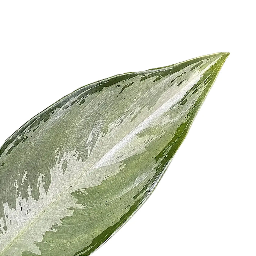 Aglaonema 'Silverado' close-up of leaf on white background.