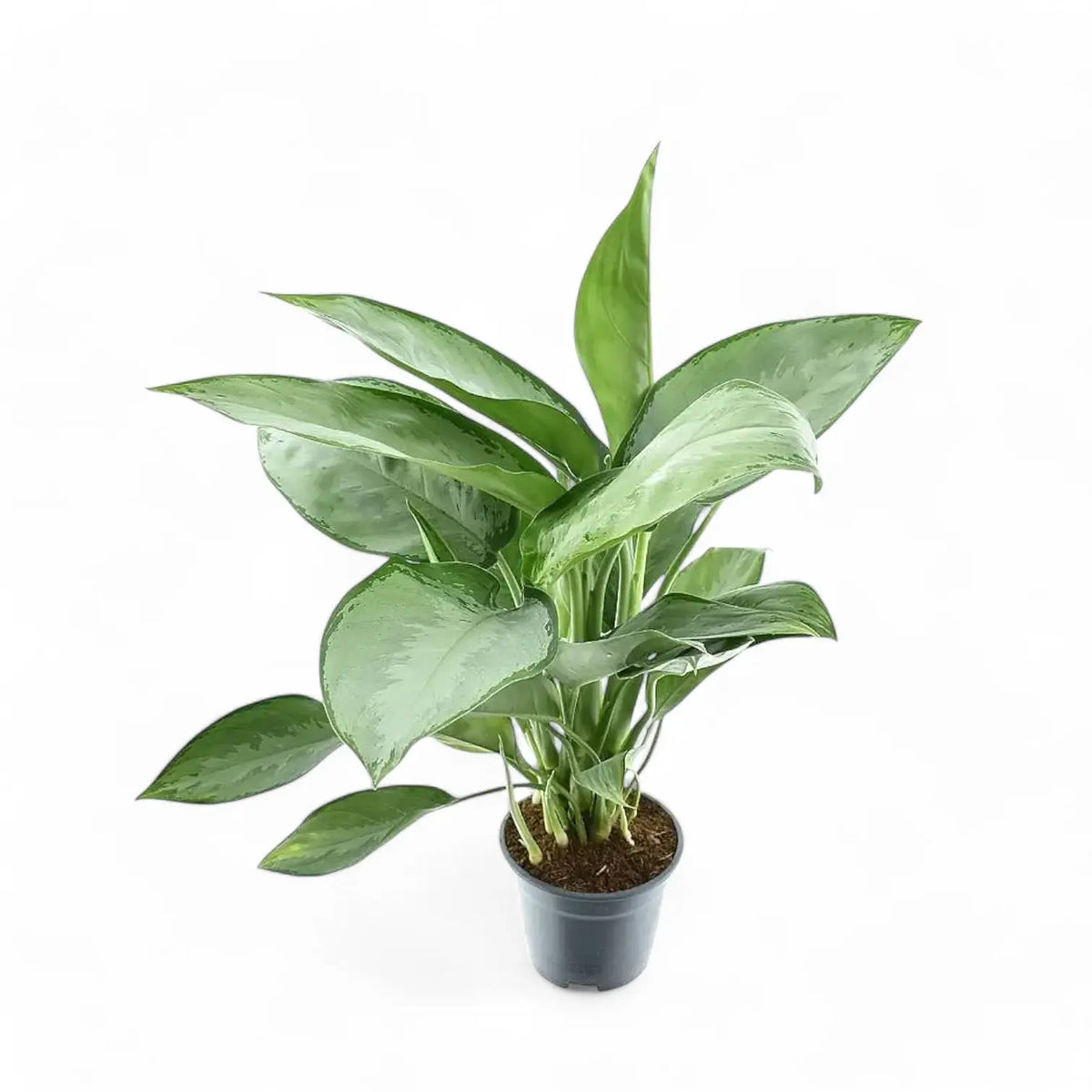 Aglaonema 'Silverado' Zimmerpflanze im Anzuchttopf vor weißem Hintergrund, Produktfoto 2.
