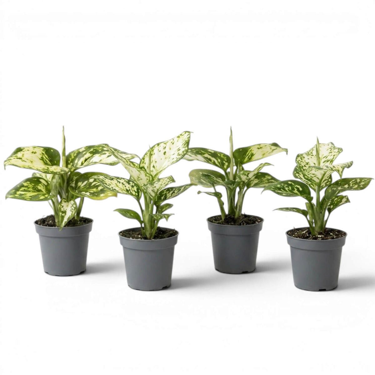 Four specimens of  Aglaonema Snowflake baby plants with variegated leaves on a white background