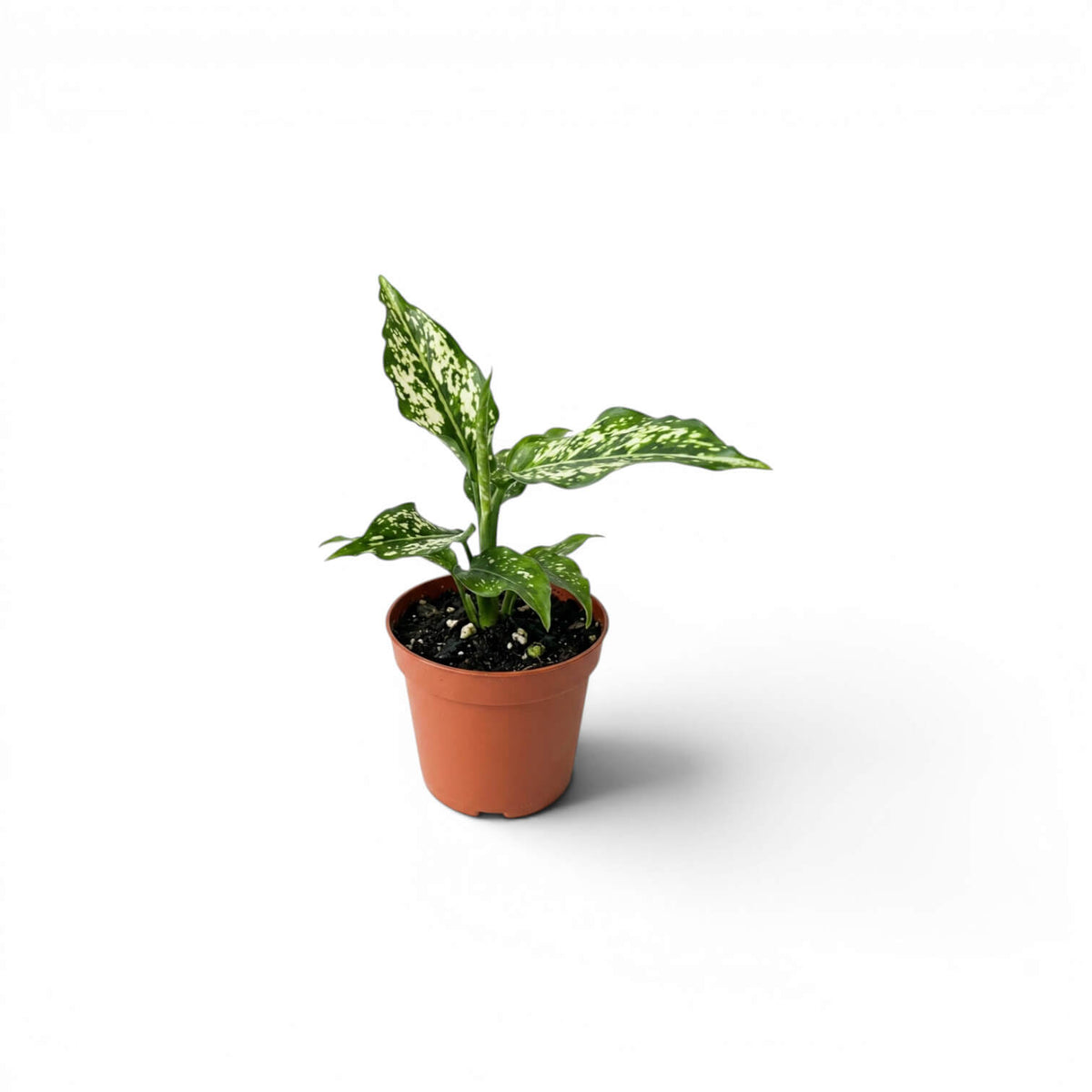 Aglaonema Snowflake baby plant with variegated leaves in a nursery pot  on a white background