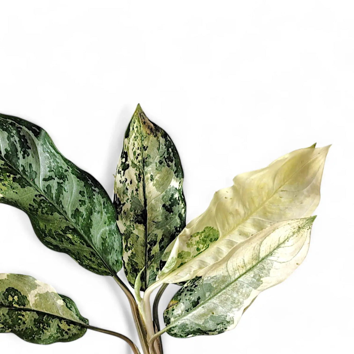 Aglaonema 'Spilt Milk' leaf detail on white background.
