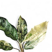 Aglaonema 'Spilt Milk' leaf detail on white background.