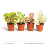 Aglaonema Statement Set: vier farbenfrohe Pflanzen mit gemusterten Blättern nebeneinander in Kulturtöpfen