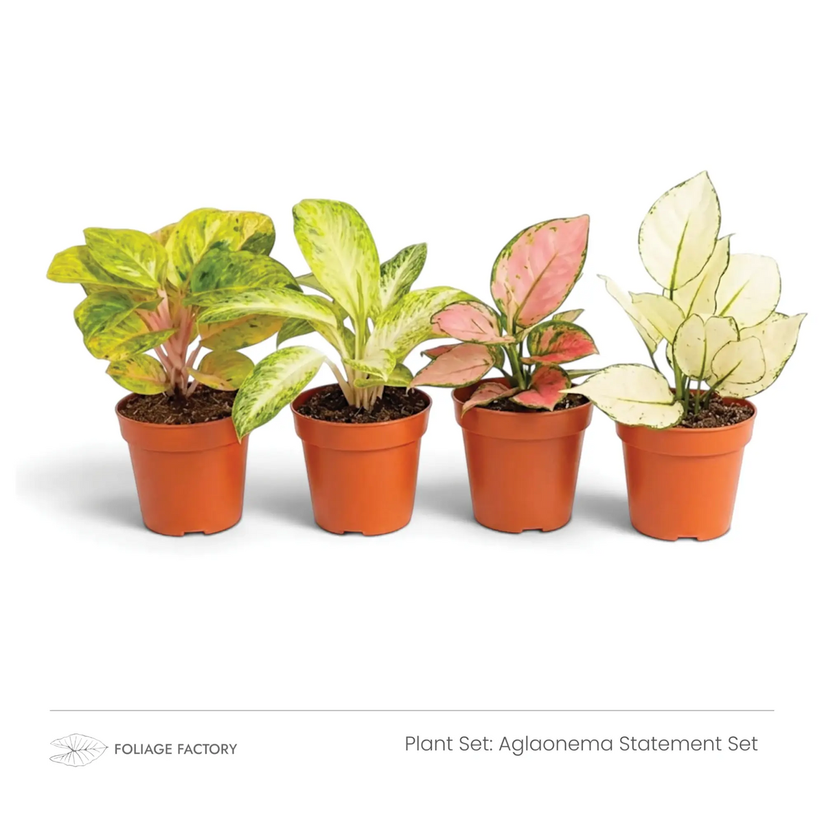 Aglaonema Statement Set: vier farbenfrohe Pflanzen mit gemusterten Blättern nebeneinander in Kulturtöpfen