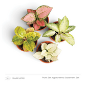 Aglaonema Statement Set mit vier pinkfarbenen, weißen und gelbgrünen Pflanzen, von oben