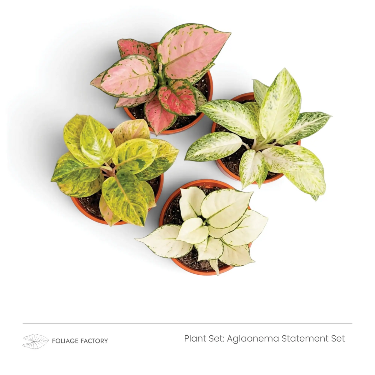 Aglaonema Statement Set mit vier pinkfarbenen, weißen und gelbgrünen Pflanzen, von oben