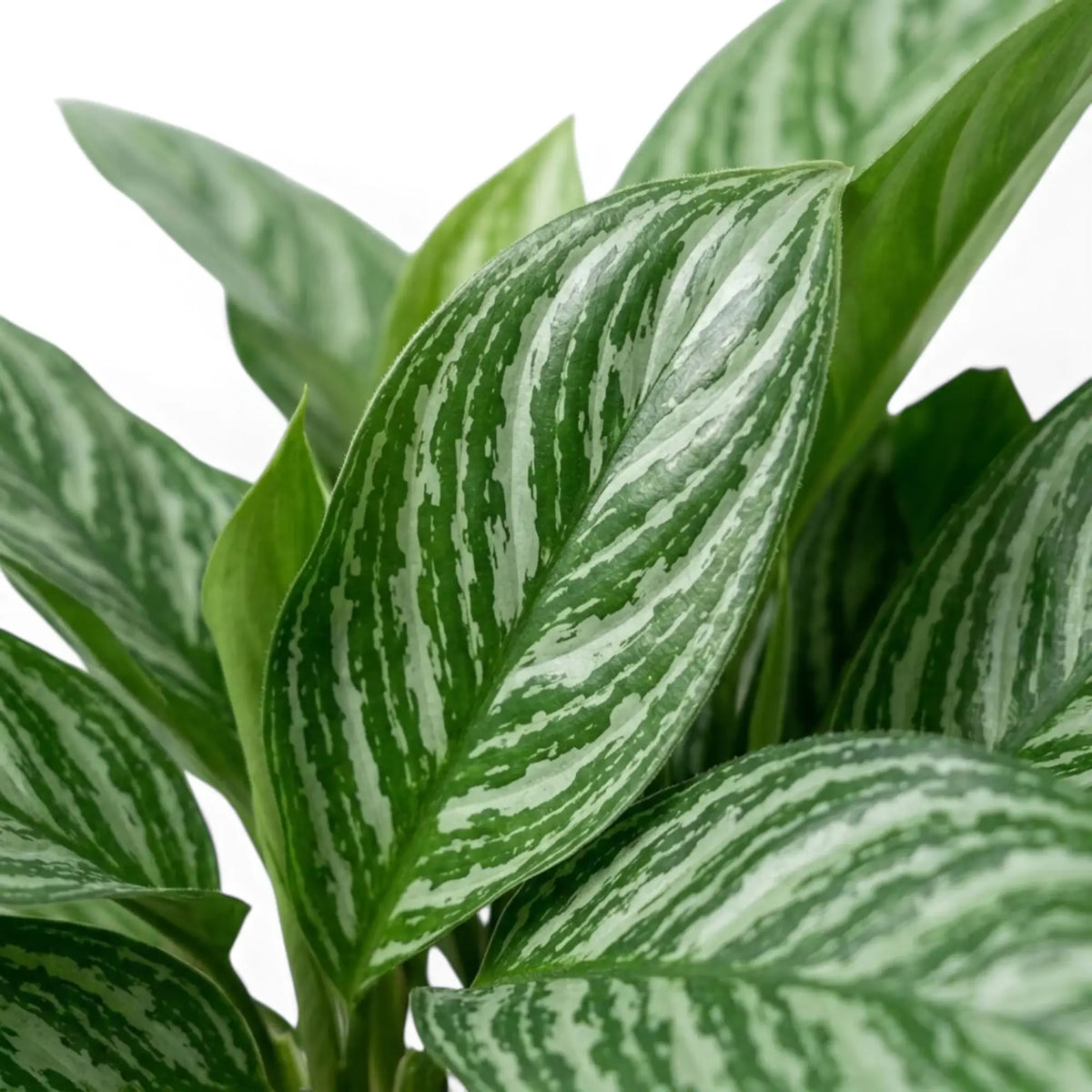 Aglaonema 'Stripes' foliage close-up with pale silver-green bands across broad leaves