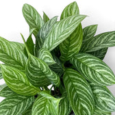 Aglaonema 'Stripes' foliage with broad green leaves and pale bands along the side veins