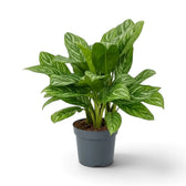 Large Aglaonema 'Stripes' with dense upright foliage and pale silver-green leaf markings