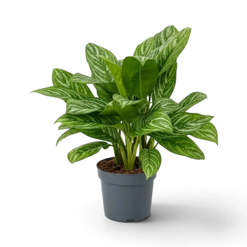 Large Aglaonema 'Stripes' with dense upright foliage and pale silver-green leaf markings