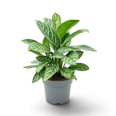 Large Aglaonema 'Stripes' with dense broad green leaves and silver-green striping