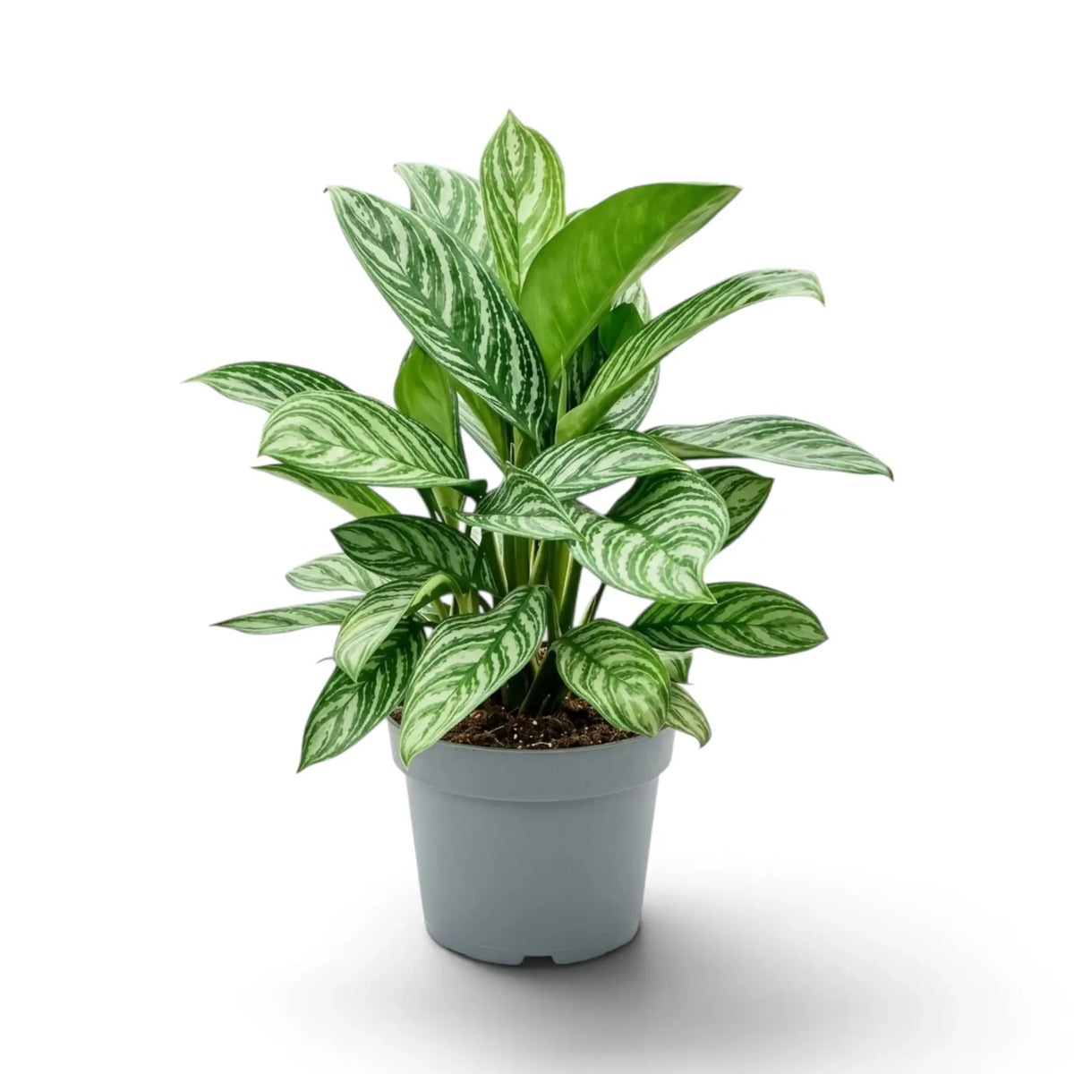 Large Aglaonema 'Stripes' with dense broad green leaves and silver-green striping