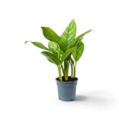 Medium Aglaonema 'Stripes' with broad green leaves marked by pale silver-green striping