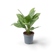 Medium potted Aglaonema 'Stripes' with upright green leaves and pale striping