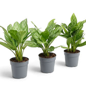 Three medium Aglaonema 'Stripes' plants with broad green leaves and pale bands along the veins