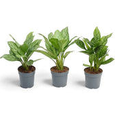 Three potted Aglaonema 'Stripes' plants with broad green leaves and pale silver-green bands