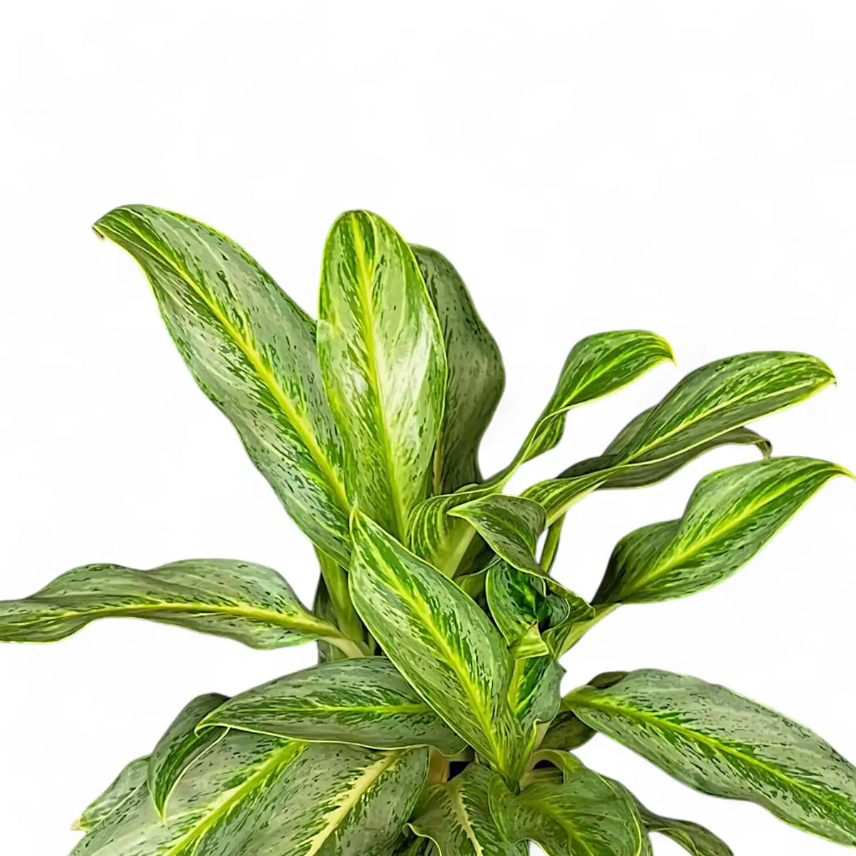 Aglaonema 'Sunray Green' leaf detail on white background.