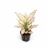 Aglaonema 'Vanilla Baby' potted plant in nursery pot on white background.