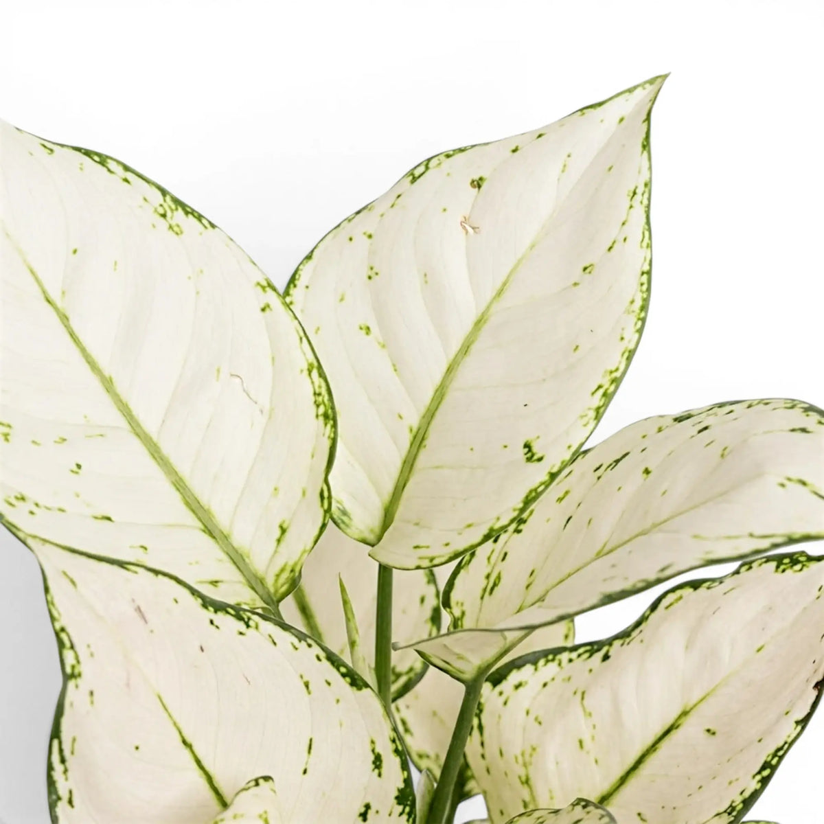 Aglaonema White Joy foliage close-up with white and green leaves.