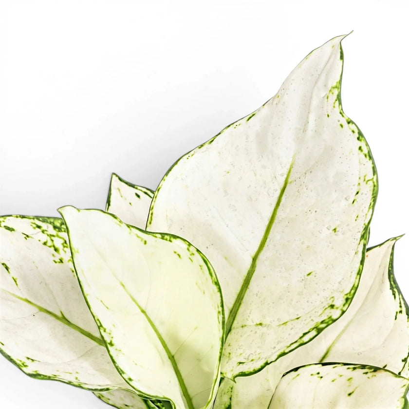 Aglaonema White Joy foliage close-up with white and green leaves.