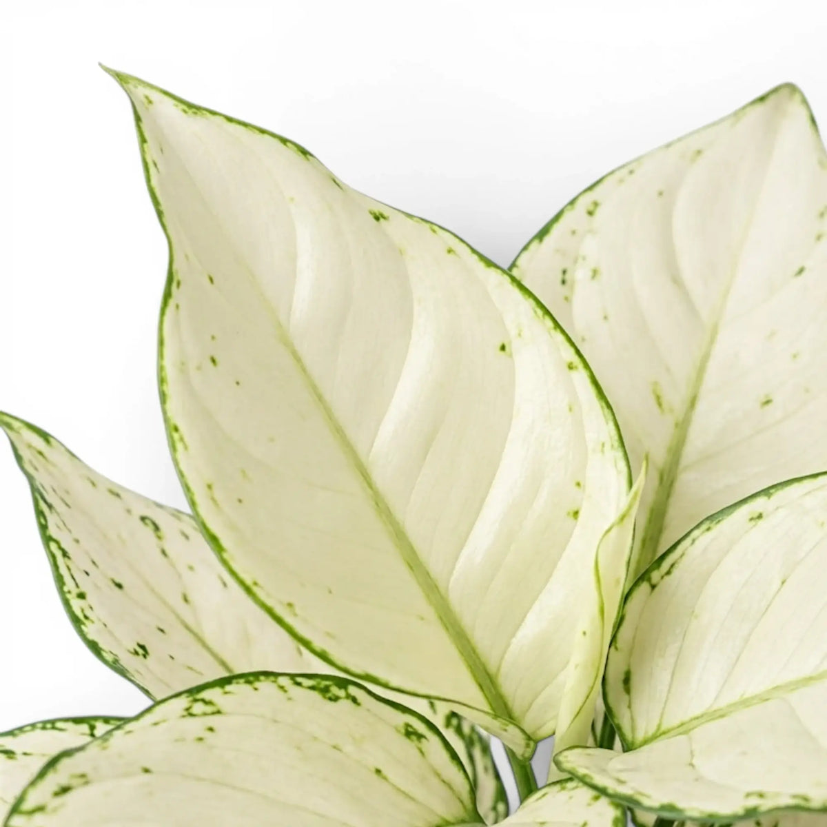 Aglaonema White Joy foliage close-up with white and green leaves.
