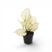 Aglaonema White Joy plant with white and green leaves in a nursery pot.