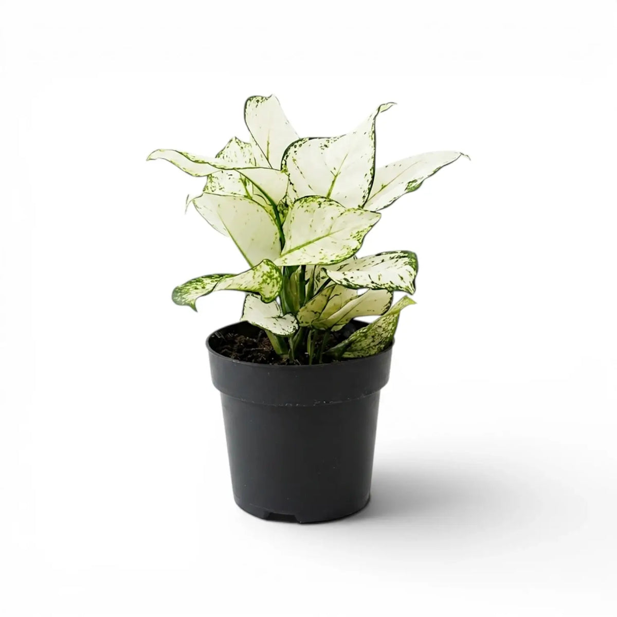 Aglaonema White Joy plant with white and green leaves in a nursery pot.