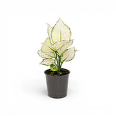 Aglaonema White Joy plant with white and green leaves in a nursery pot.