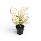 Aglaonema White Joy plant with white and green leaves in a nursery pot.