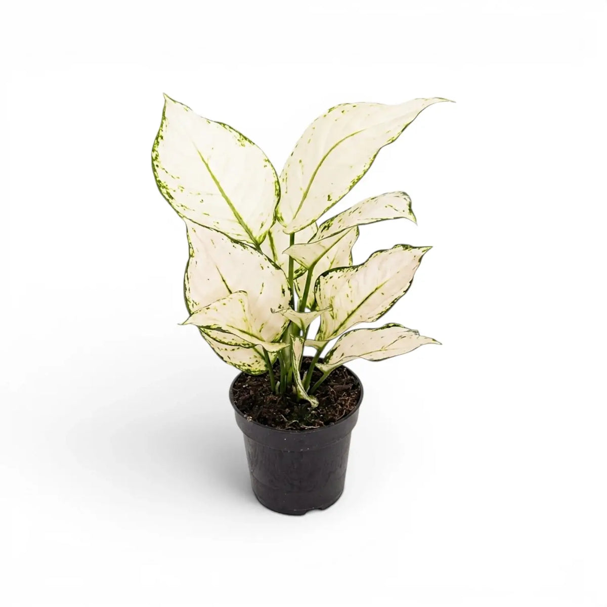 Aglaonema White Joy plant with white and green leaves in a nursery pot.