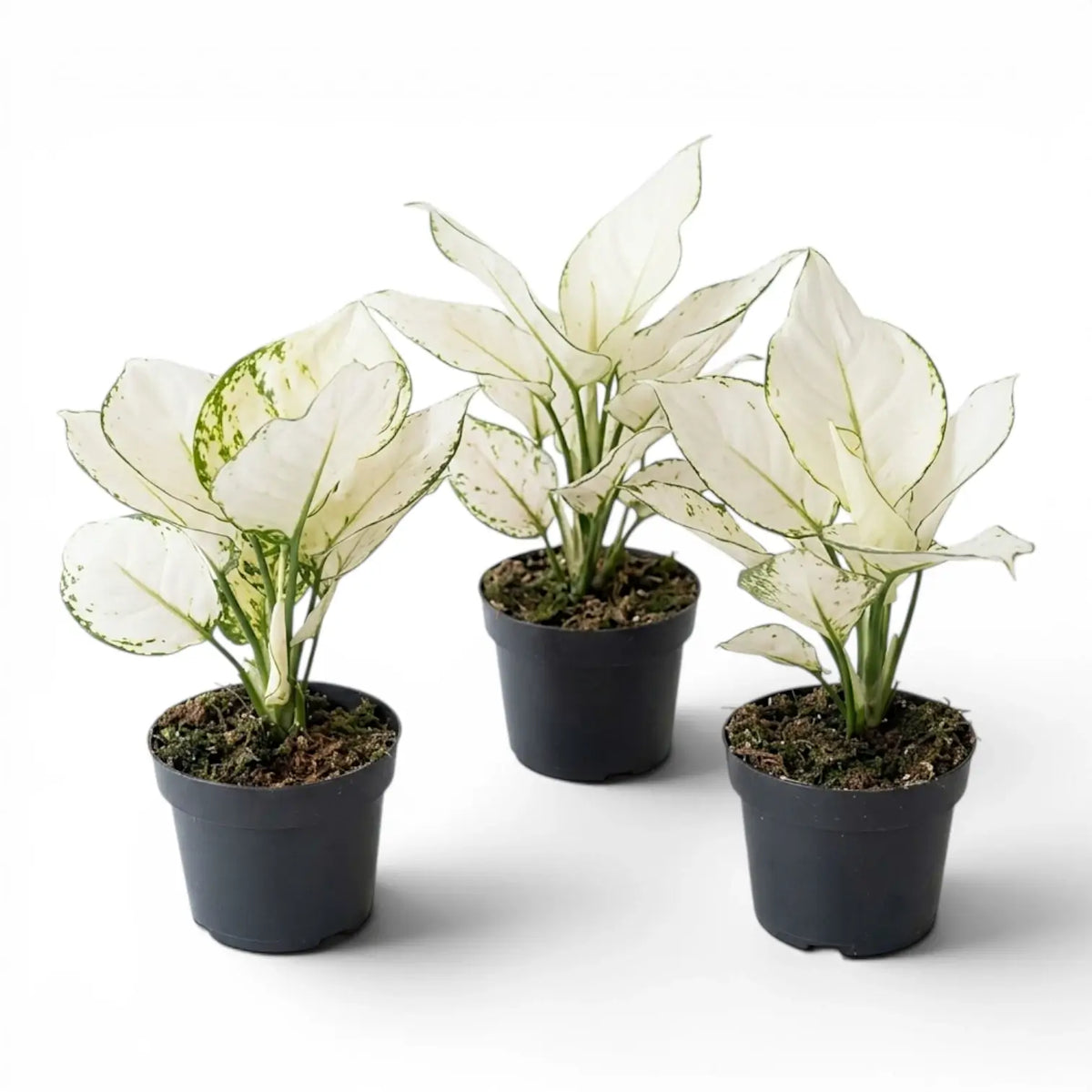 Aglaonema White Joy plant with white and green leaves in a nursery pot.