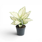 Aglaonema White Joy plant with white and green leaves in a nursery pot.