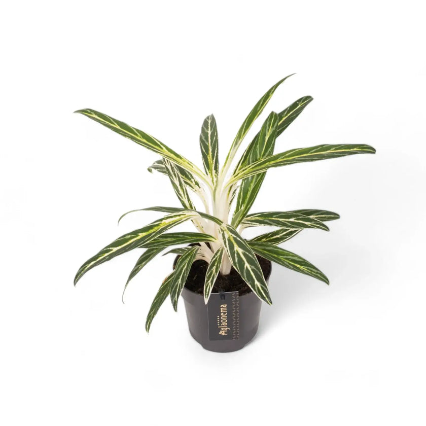Aglaonema 'Zebra Feathers' Zimmerpflanze im Anzuchttopf vor weißem Hintergrund, Produktfoto 2.