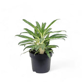 Aglaonema 'Zebra Feathers' potted plant in nursery pot on white background.
