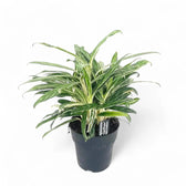 Aglaonema 'Zebra Feathers' potted plant in nursery pot on white background.
